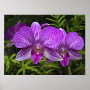 AFFICHE ORCHIDÉE POURPRE HAWAÏENNE