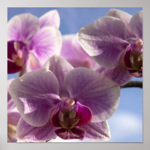 Affiche Orchidée rose