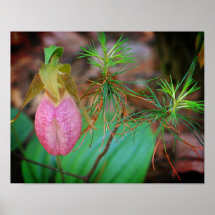 Affiche Orchidée Sauvage Rose Lady Slipper Et Evergreens