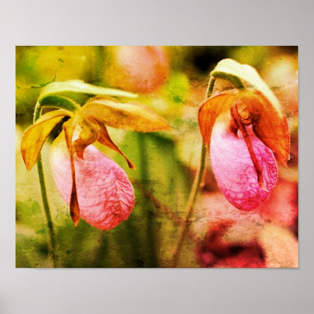 Affiche Orchidée Sauvage Rose Lady Slipper Pair Art Distre (Devant)
