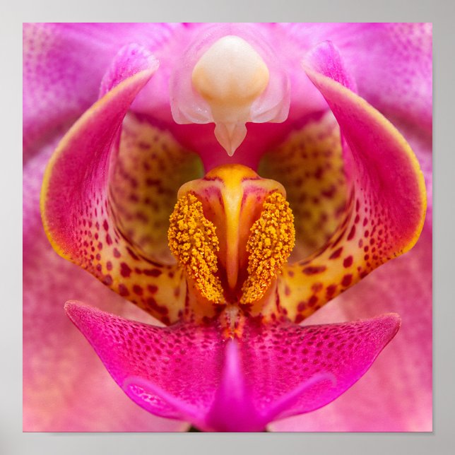 Affiche Orchidée vibrante (Devant)