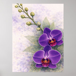 Affiche Orchidée violette Duo Fleur Botanique 