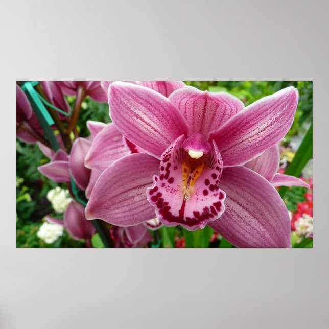 Affiche Orchidée violette Élégante Florale (Devant)