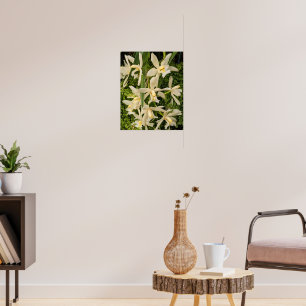 Affiche Orchidées blanches et fougères florales
