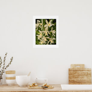 Affiche Orchidées blanches et fougères florales