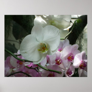 Affiche Orchidées blanches et violettes
