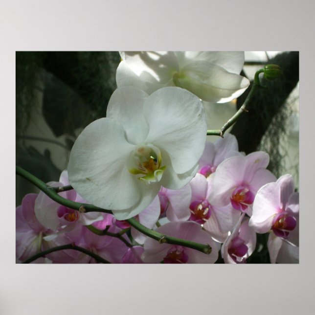 Affiche Orchidées blanches et violettes (Devant)