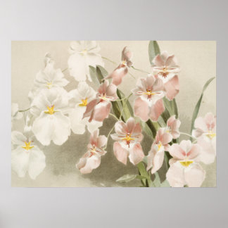Affiche Orchidées blanches Fleur Vintage vieille illustrat