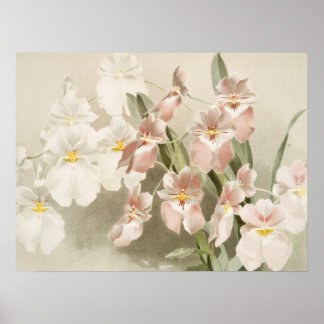 Affiche Orchidées blanches Fleur Vintage vieille illustrat