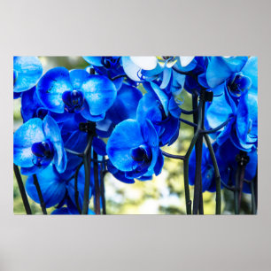 Affiche Orchidées bleues