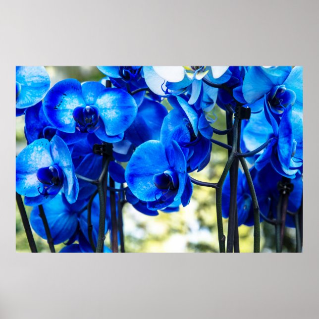 Affiche Orchidées bleues (Devant)