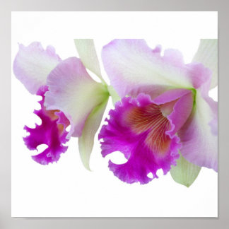 Affiche Orchidées (Cattleya)