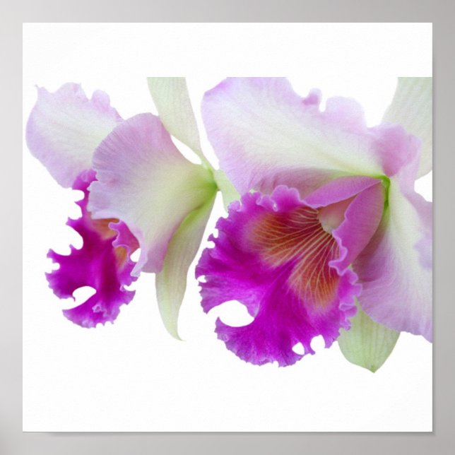 Affiche Orchidées (Cattleya) (Devant)