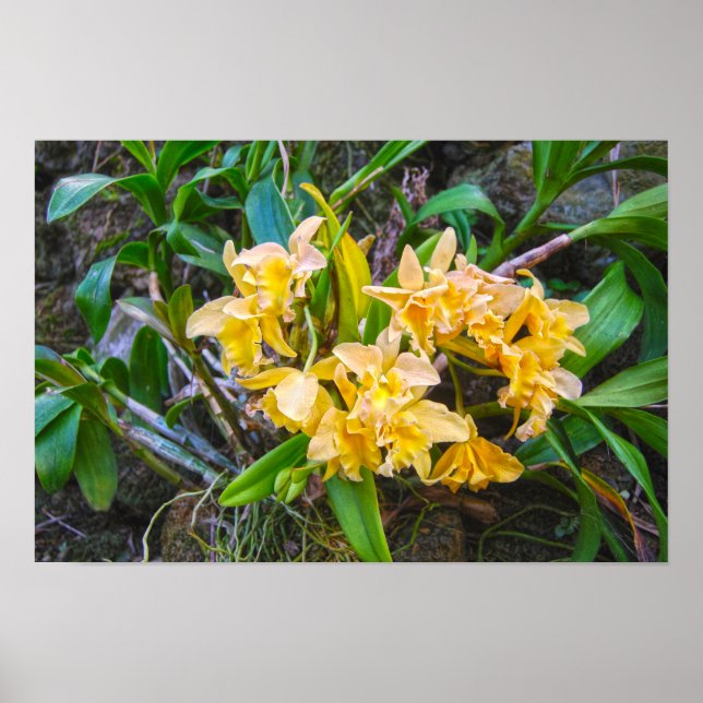Affiche Orchidées Cattleya jaunes à Hawaii (Devant)