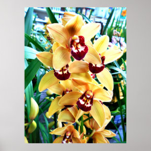 Affiche Orchidées de Cymbidium Jaune