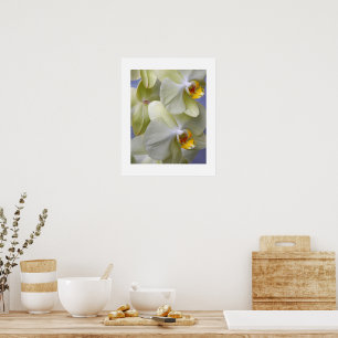 Affiche Orchidées de papillon jaune pâle Floral