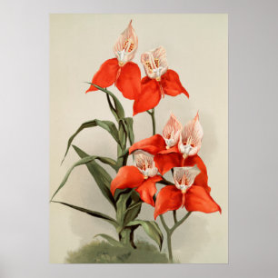 Affiche Orchidées Fleur florissante Vintage vieille illust