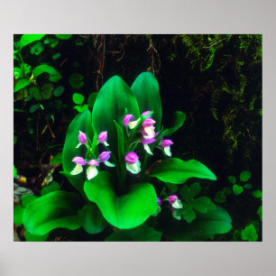 Affiche Orchidées Fleurs sauvages