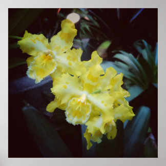Affiche Orchidées jaunes sur fond sombre