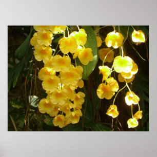 Affiche Orchidées jaunes suspendues Fleurs tropicales