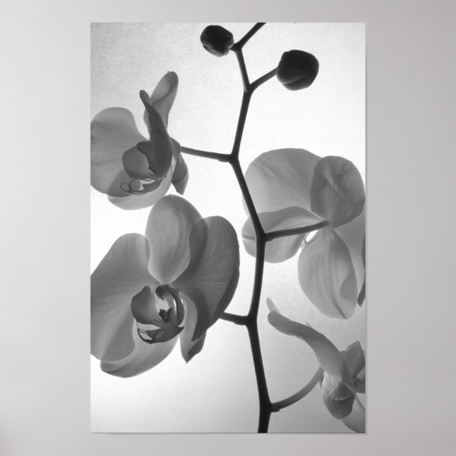 Affiche Orchidées noires et blanches sur la tige (Devant)