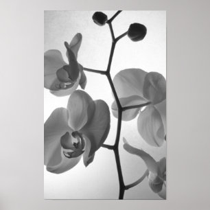 Affiche Orchidées noires et blanches sur la tige