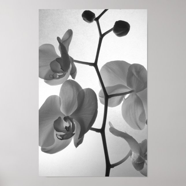 Affiche Orchidées noires et blanches sur la tige (Devant)