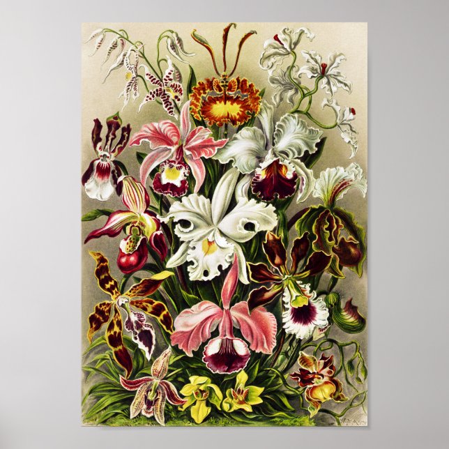Affiche Orchidées, Orchidée Denusblumen Ernst Haeckel (Devant)