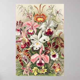 Affiche Orchidées, Orchidée Denusblumen par Ernst Haeckel