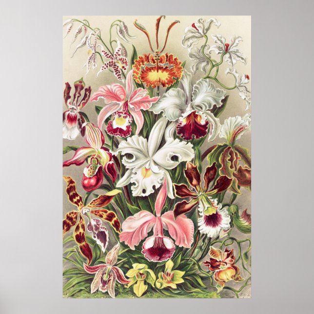 Affiche Orchidées, Orchidée Denusblumen par Ernst Haeckel (Devant)