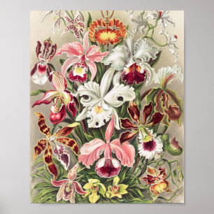 Affiche Orchidées, Orchidée Denusblumen par Ernst Haeckel