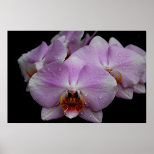 Affiche Orchidées Phalaenopsis