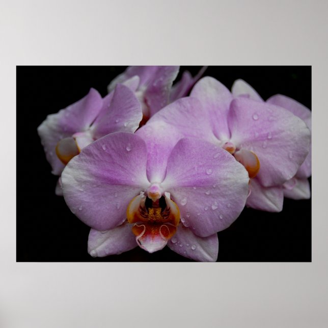 Affiche Orchidées Phalaenopsis (Devant)