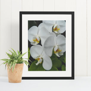 Affiche Orchidées Phalaenopsis Blanche Floral