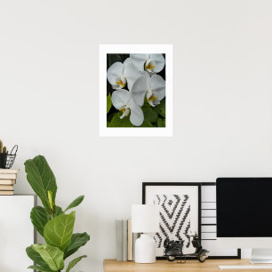 Affiche Orchidées Phalaenopsis blanches Floral