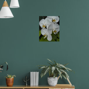 Affiche Orchidées Phalaenopsis blanches Floral