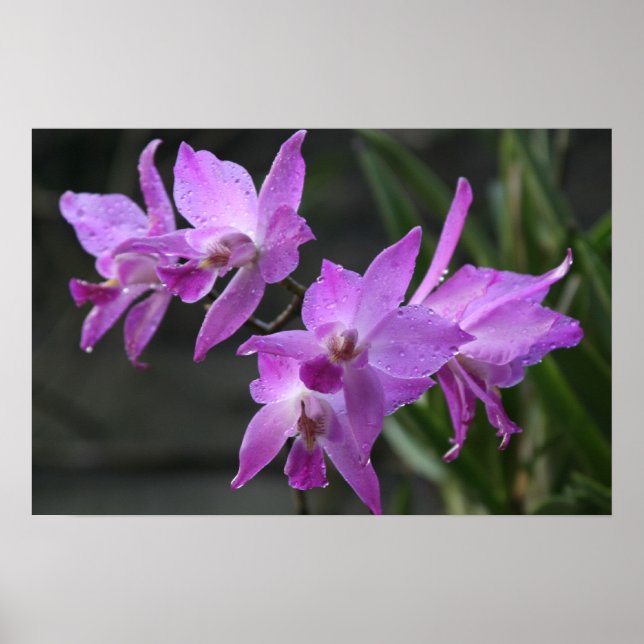 Affiche Orchidées pourpres (Devant)
