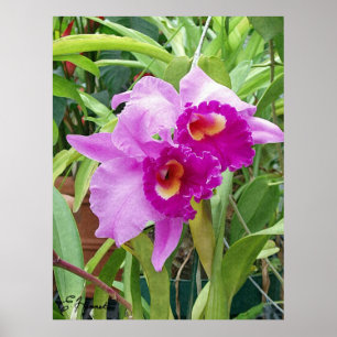 Affiche Orchidées pourpres de Cattleya