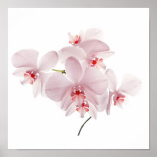 Affiche Orchidées roses