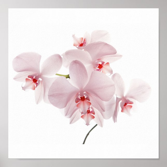 Affiche Orchidées roses (Devant)