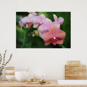 Affiche Orchidées roses simples et élégantes, botanique fl
