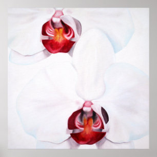 Affiche Orchidées rouges chic grand imprimé 24x24