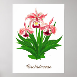 Affiche Orchidées sauvages - Orchidées roses corail et feu