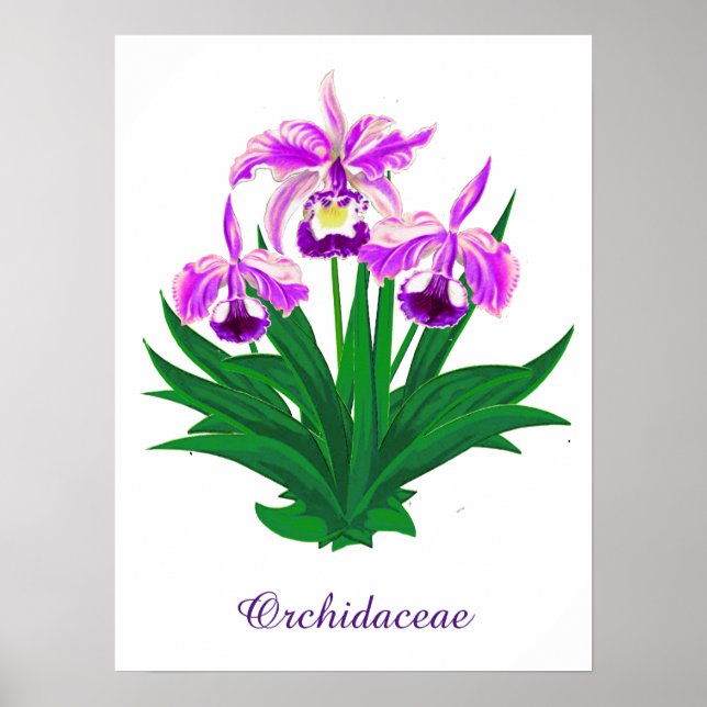 Affiche Orchidées sauvages - Orchidées violettes et feuill (Devant)
