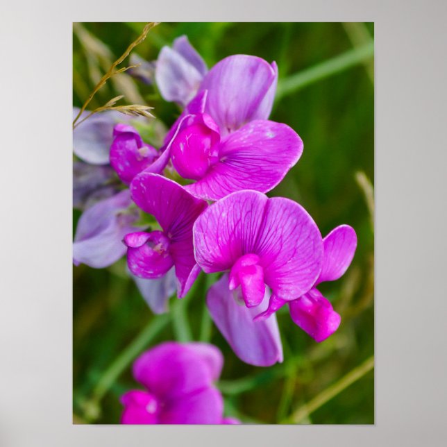 Affiche Orchidées violettes (Devant)