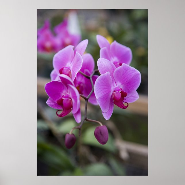 Affiche Orchidées violettes en fleurs (Devant)