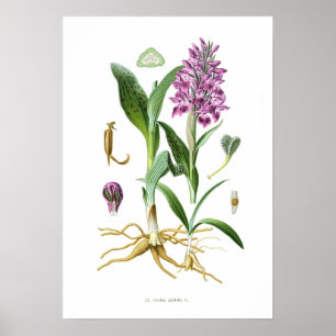 Affiche Orchis latifolia