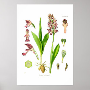 Affiche Orchis militaris