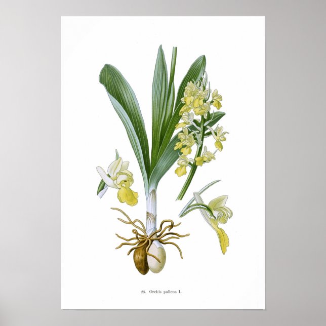 Affiche Orchis pallens (Devant)
