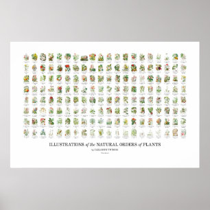Affiche Ordre naturel des Plantes - Toutes les illustratio